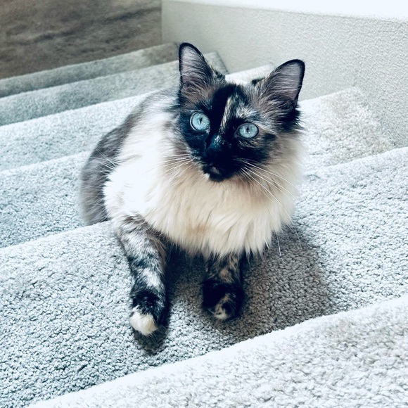 Welcome to Audshop🌟Poshmark Ambassador 🌟 - Picture 13 of 15